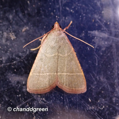 Hypsopygia nonusalis