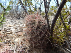 Thelocactus bicolor bicolor