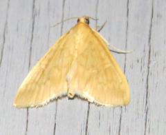 Ostrinia nubilalis