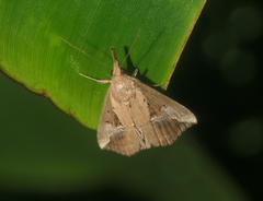 Hypena zillana