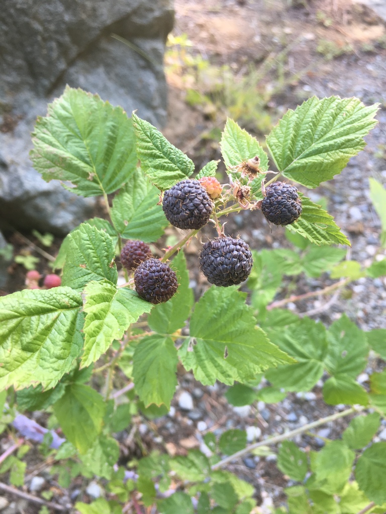 whitebark raspberry from Kittitas County, USWA, US on July 27, 2019 at