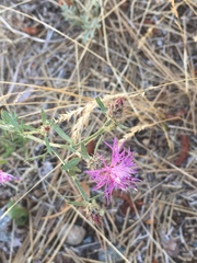 Centaurea diffusa