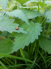 Hippodamia variegata