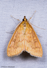 Framinghamia helvalis