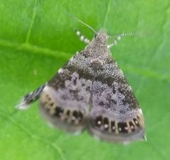 Brenthia formosensis