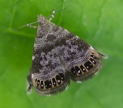Brenthia formosensis