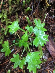 Tephroseris newcombei