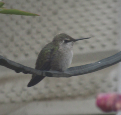 Calypte anna