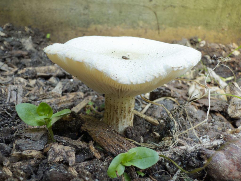 Melanoleuca verrucipes · January 2025 · photo: © jeremy_rolfe (iNaturalist, cc-by)
