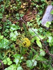 Tephroseris newcombei