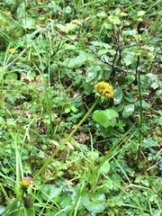 Tephroseris newcombei