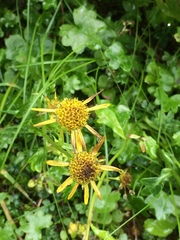 Tephroseris newcombei