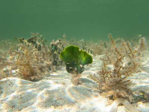 mermaid's-fan alga (Udotea flabellum)