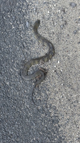 Tiger Snake sighting