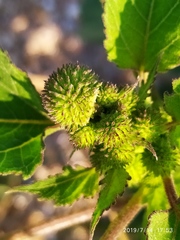 Xanthium strumarium
