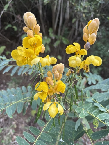 Senna reticulata - Whole tree