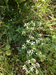 Ligusticum calderi