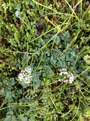 Ligusticum calderi