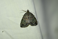 Hydriomena renunciata