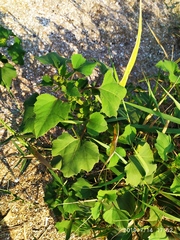 Xanthium strumarium