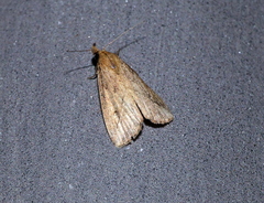 Luceria striata