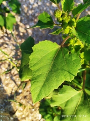Xanthium strumarium