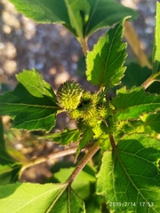 Xanthium strumarium