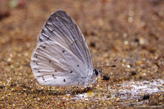 Udara akasa
