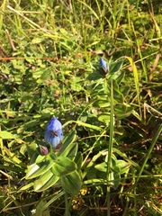 Gentiana platypetala