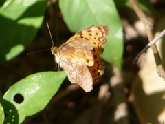 Phalanta eurytis eurytis