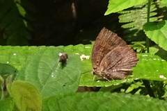 Thaduka multicaudata