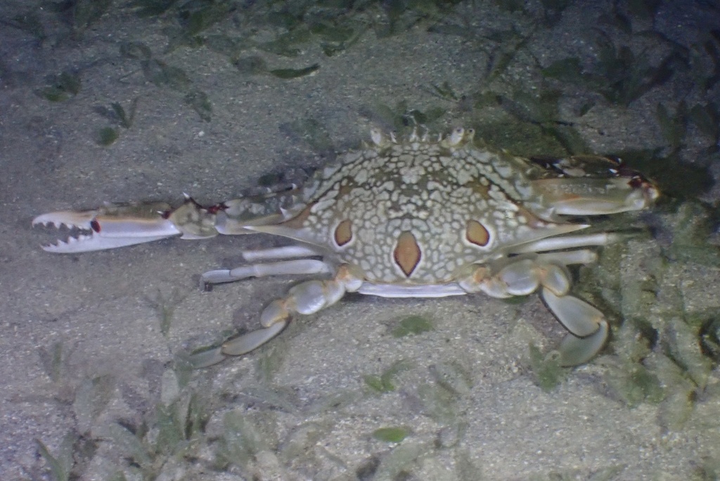 Portunus hawaiiensis