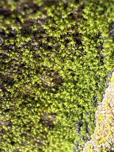 Tortula obtusifolia observed 2025-01-15