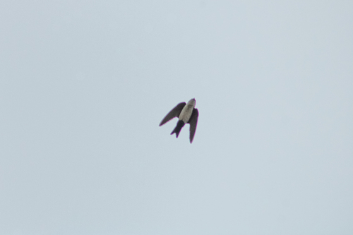 Blue-and-white Swallow