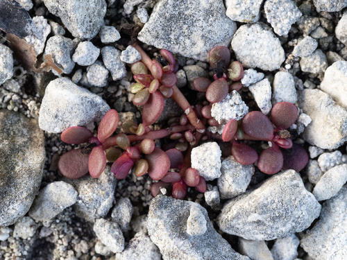 Tiny Purslane (Portulaca minuta)