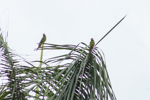 Blue-winged Macaw