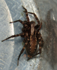Agelenidae