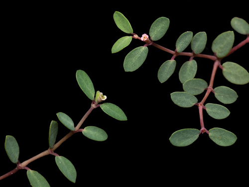 Ogden's Sandmat (Euphorbia ogdenii)