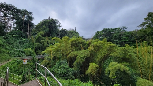 Foto de Bambu