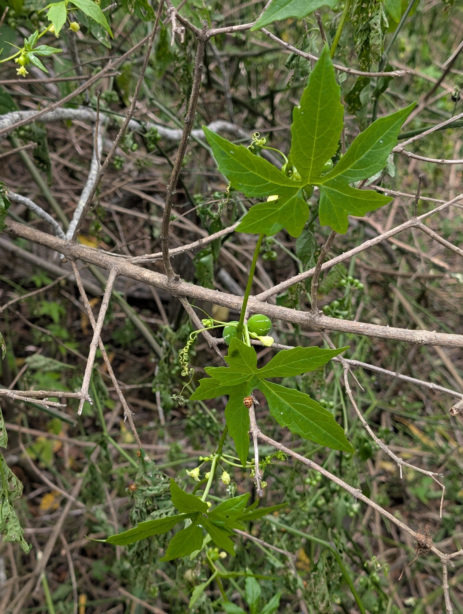 Imagem de Melancia-de-papagaio