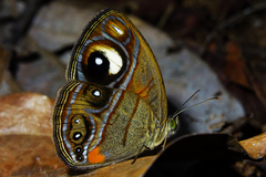 Mycalesis junonia