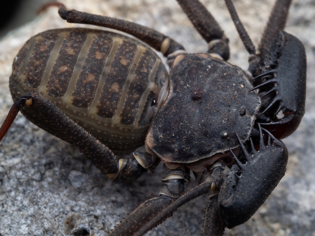 tail-less whip scorpion