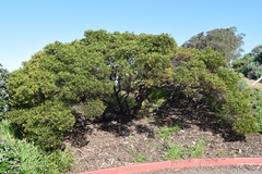 Arctostaphylos densiflora