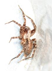 Agelenidae