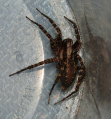 Agelenidae