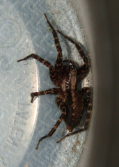 Agelenidae
