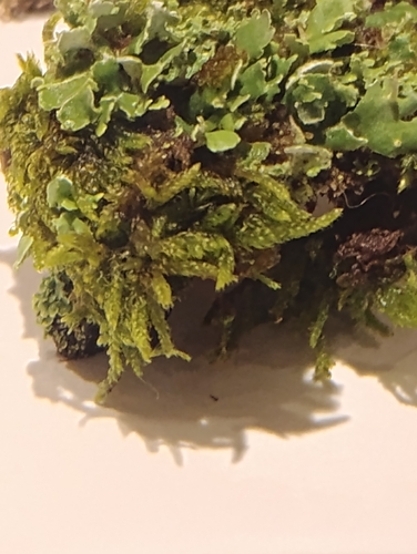 Image of Entodon seductrix by (c) Bryce, some rights reserved (CC BY)
