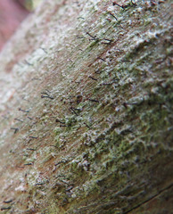 Chaenotheca trichialis