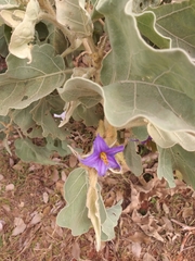 Solanum lycocarpum