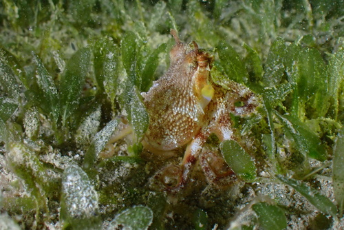 Short-armed Sand Octopus (Amphioctopus arenicola), a species recorded in Hawaii